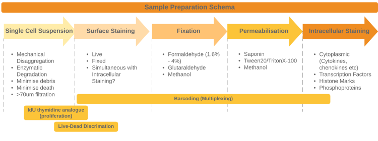 _<font size="2">A sample preparation schematic</font>_